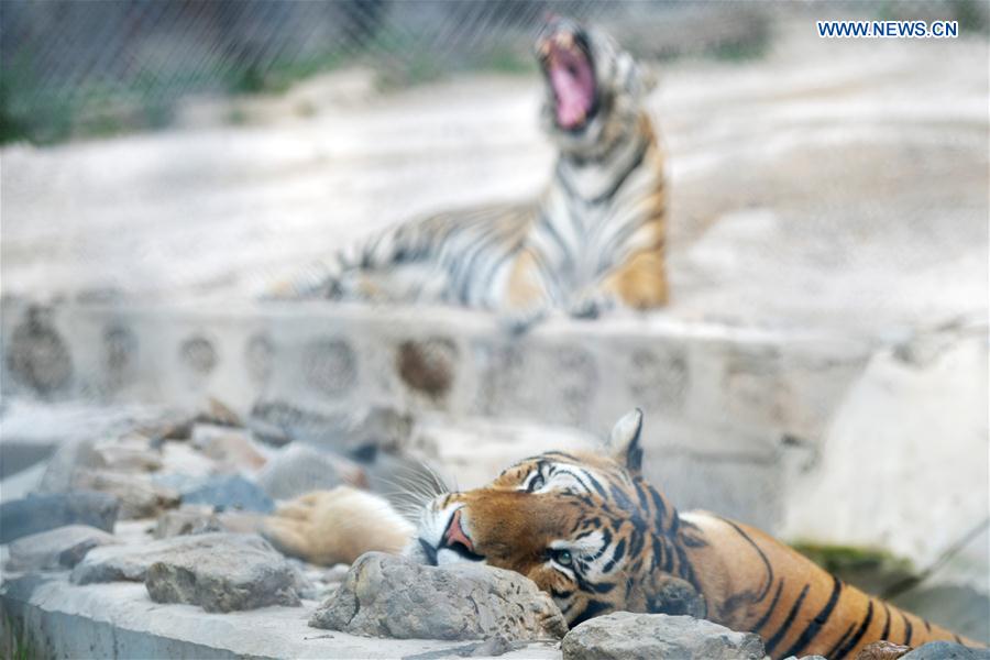 CHINA-HEILONGJIANG-HAILIN-SIBERIAN TIGERS-MIDSUMMER (CN)