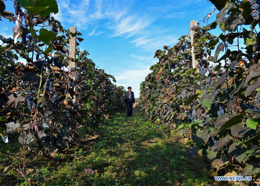 CHINA-INNER MONGOLIA-CHIFENG-GRAPE-INDUSTRY (CN)