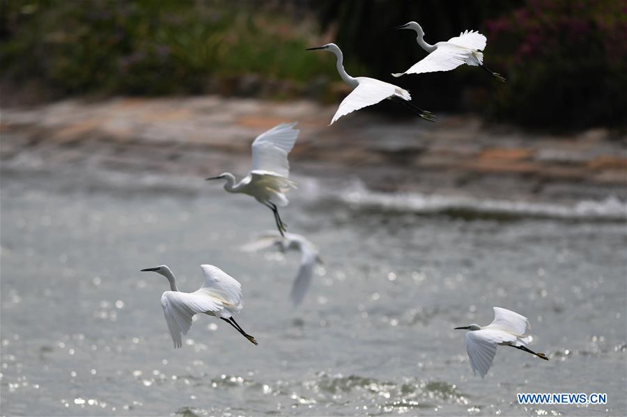 CHINA-FUJIAN-XIAMEN-EGRET