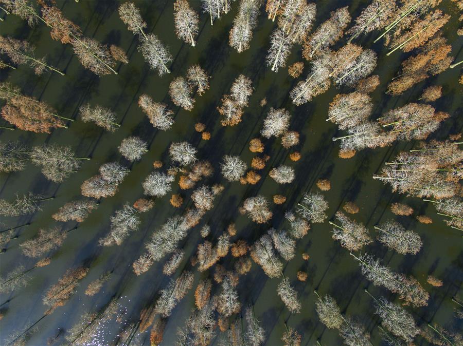 Central China's Wuhan to run for int'l wetland city