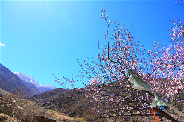 桃花4