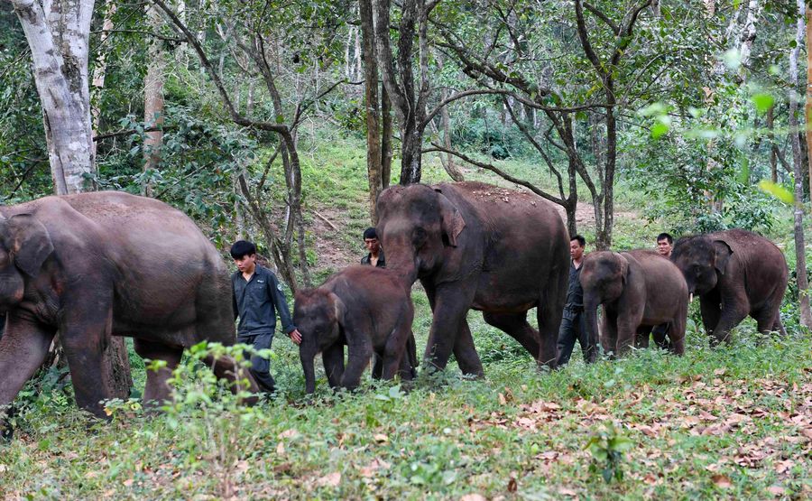 Sw Chinas Yunnan Wild Asian Elephants Sanctuary China Story 2623