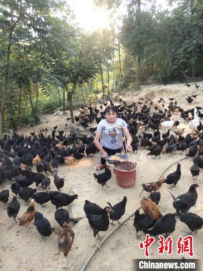 陈云华在养殖土鸡。 受访者供图 摄