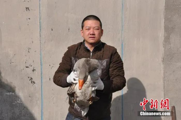 图为康复后灰雁，因为不能高空飞翔，被送到动物园“养老”。(资料图)
