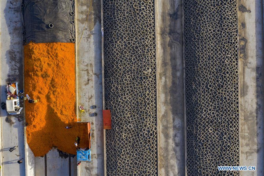 CHINA-XINJIANG-MARIGOLD-HARVEST (CN)