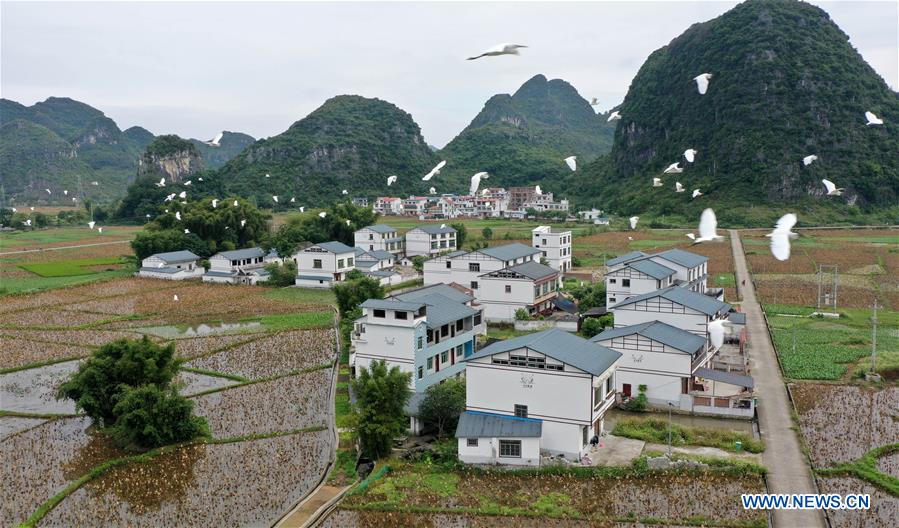 #CHINA-GUANGXI-LIUZHOU-EGRETS (CN)