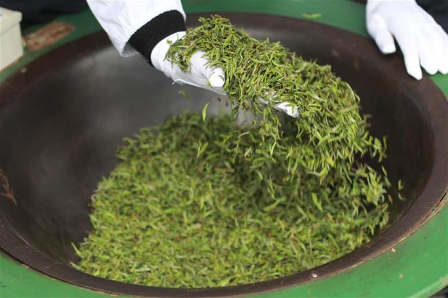 A tea maker makes Qingming Cuiya tea in Huishui County, southwest China's Guizhou Province, March 30, 2019. [Photo: Xinhua]