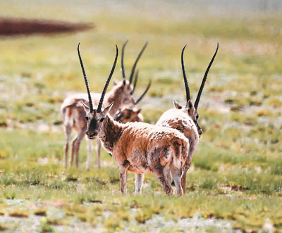 藏羚羊给人类的一封信-中国好故事